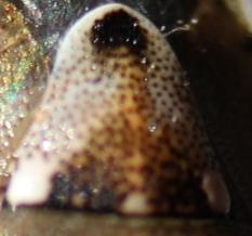 Stagonomus bipunctatus bipunctatus
